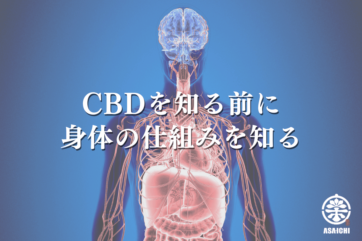 CBDを知る前に、身体の仕組みを知る